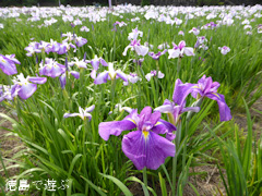 徳島県美馬市美馬町 寺町公園 花菖蒲園 2014
