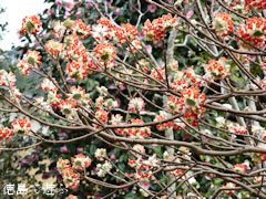 大麻椿園 赤花三叉 赤花三椏 あかばなみつまた 2011