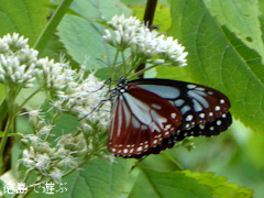 徳島県 神山町 岳人の森 アサギマダラ 浅黄斑 2015