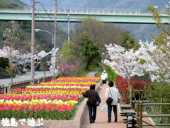 デ・レイケ公園 チューリップ