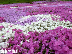 ������¼���� �Ǻ� 2010