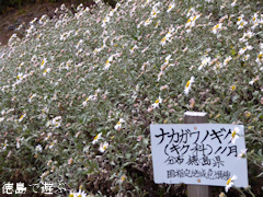 ���縩 ����Į �ٿͤο� �ʥ�����Υ��� �������� 2015