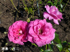 藍住 秋のバラ祭り 2012