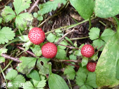 岳人の森 2010年6月23日
