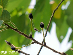 吉良のエドヒガン桜 熟実