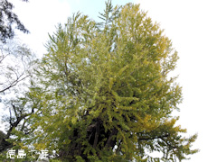 徳島県名西郡石井町 天神のイチョウ 2015