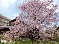 原田家住宅 蜂須賀桜 2014