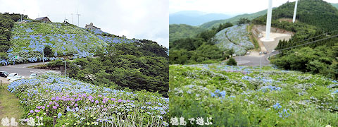 大川原高原 紫陽花 あじさい