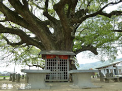 加茂の大クス 2011