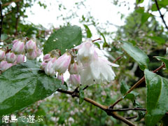 岳人の森 2010年6月15日