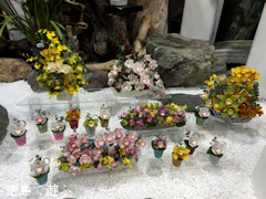 徳島県美馬市脇町 河野メリクロン 第16回 全国シンビジウム逸品展