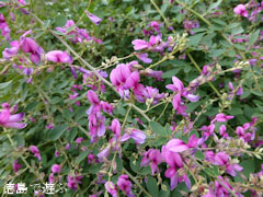 萩寺 最明寺 萩の花 2012