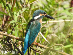 ���縩���������Į ���糧�� ���碌�� ���� 2015