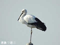 徳島県鳴門市大麻町 コウノトリ 鸛 2015年12月31日