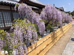 地福寺 藤の花 盆栽 2013