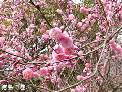 ƻ�α� ����Τ ����ԥɥ��Ĵ� ���� ���� 2014