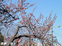両国橋東公園 寒桜 2011