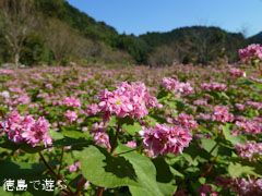 �֡���Τ �褳�� �ֶ��� 2010
