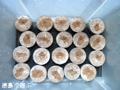 吉良のエドヒガン桜 種蒔き準備