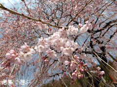 徳島県名西郡神山町 明王寺 しだれ桜 2014