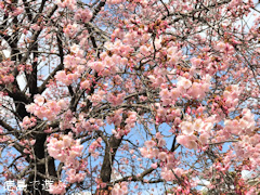 徳島県徳島市かちどき橋 原田家住宅 蜂須賀桜 2017