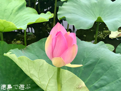 ���縩����� ��󤳤� ��󥳥� ϡ�β� 2017
