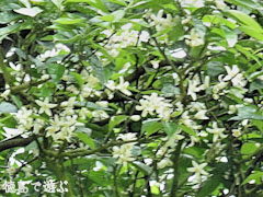 スダチの古木 花