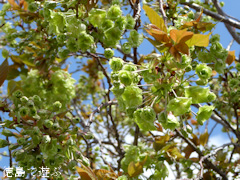 徳島県鳴門市 鳴門・大塚スポーツパーク ギョイコウ桜 御衣黄桜 2015