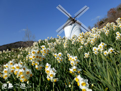 あすたむらんど徳島 風車の丘 スイセン 水仙 2014