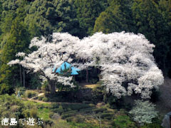 岡見堂 エドヒガン桜 2011