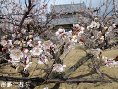 千光寺 臥竜梅 2012