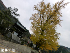 長福寺 大月のイチョウ 2012