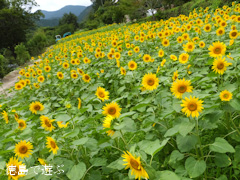 �֡���Τ�褳�� ������ 2013