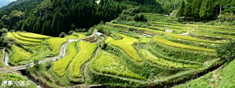 樫原の棚田 2011年9月