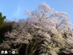 吉良のエドヒガン桜 2012