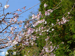 上勝町 十月桜 2012年11月