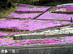 加茂農村公園 芝桜 2011