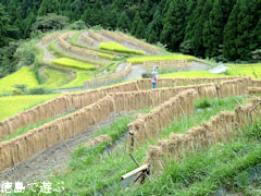 樫原の棚田 秋 2010