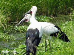 徳島県鳴門市大麻町 コウノトリ 電柱 巣 2015年8月11日