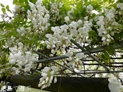 あま塚 白色の大フジ 2012