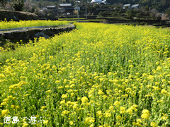 ���縩̾��������Į ���� �ڤβ֤�Τ ���� 2014