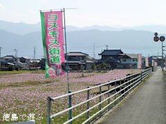 上喜来のコスモス 2010