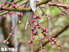 美郷 重楽寺 梅