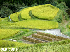 樫原の棚田 2011年9月
