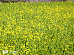 ���縩̾��������Į ���� �ڤβ֤�Τ ���� 2014