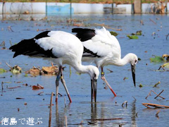 徳島県鳴門市大津町 コウノトリ 鸛 2015年10月13日