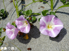 ���縩���������Į�ں��� ��Ļ���� �ϥޥҥ륬�� ����� 2015