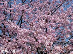 ���ĲȽ��� ˪�ܲ�� 2012