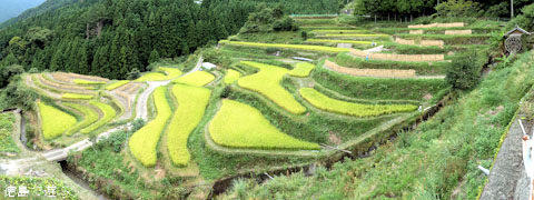 樫原の棚田 秋 2010