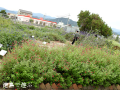 徳島県徳島市国府町 徳島大学 薬用植物園 2015